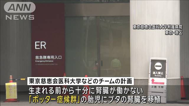 東京慈恵会医大などのチームが「ブタ腎臓移植計画」を提出　国内初の「異種移植」へ