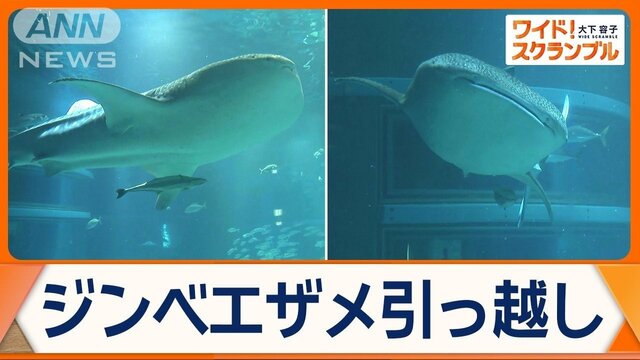 世界最大魚類ジンベエザメ一般公開　高知から大阪・海遊館へ　新たに「海」を受け継ぎ