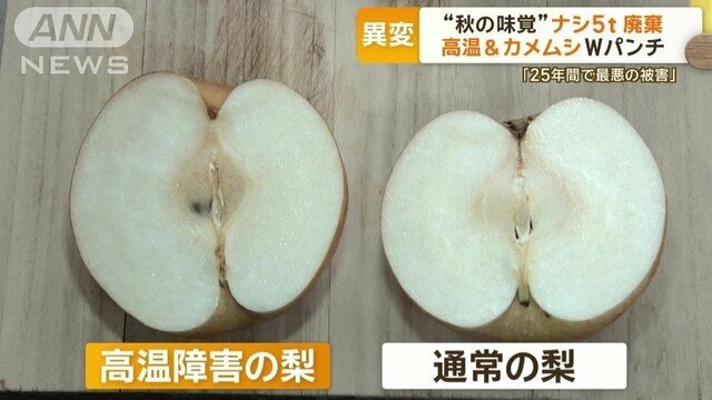 秋の味覚ナシ5トン廃棄　高温＆カメムシのWパンチ…25年で最悪の被害「もう夏の味覚」