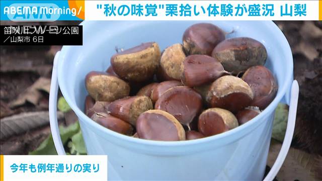 “秋の味覚”栗拾い体験が盛況　山梨市の笛吹川フルーツ公園