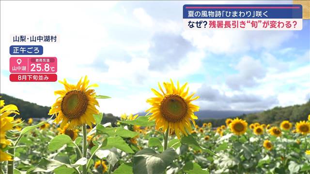 なぜ？ 夏の風物詩「ひまわり」咲く　残暑長引き“旬”が変わる？