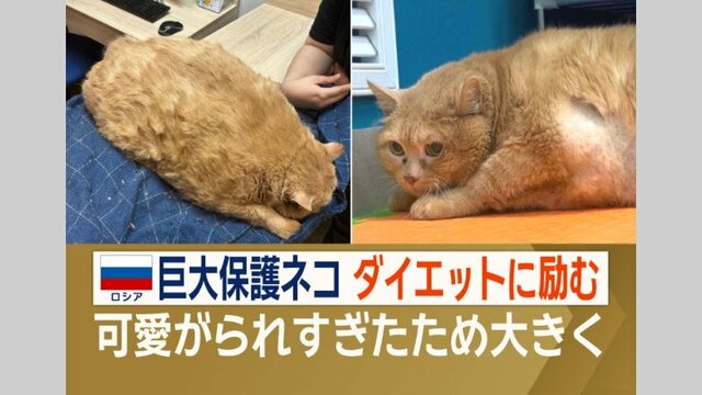 体重は人間の4歳児と同じ…17kgの巨大ネコ「かわいがられすぎ」で大きくなる　ロシア