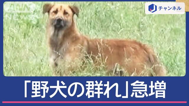 「野犬の群れ」取材中にも20匹超 茨城で“過去最多”急増なぜ