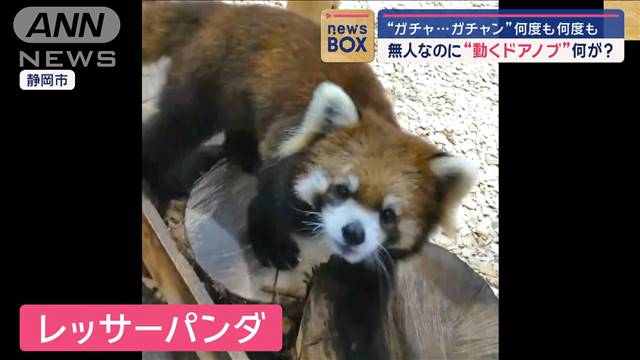 レッサーパンダが開けようと！？無人なのに“動くドアノブ”正体は…