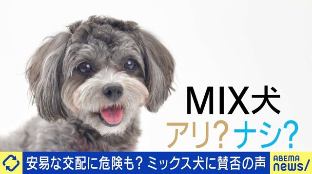 人間の都合で生み出される“ミックス犬”に賛否の声…安易な交配はリスク大？「全身ハイブランドのワンちゃん」に違和感も