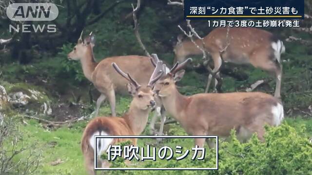 「人と動物のバランスを」草を食べつくし山肌が露出…“シカ食害”で土砂災害も