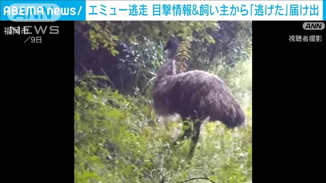 大型の鳥「エミュー」逃走中　複数の目撃情報も　福岡市