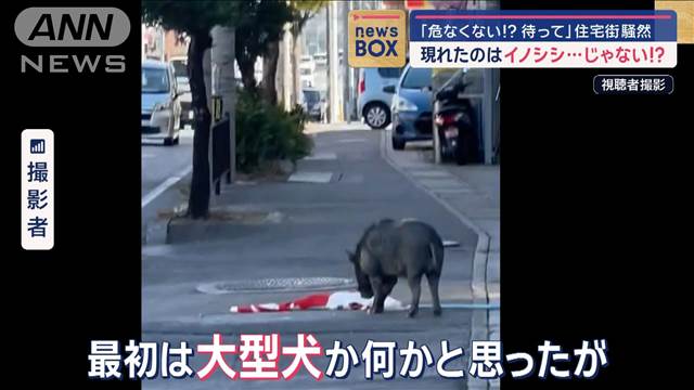 イノシシ…じゃない!?「危なくない!?待って」那覇で住宅街騒然　その正体判明