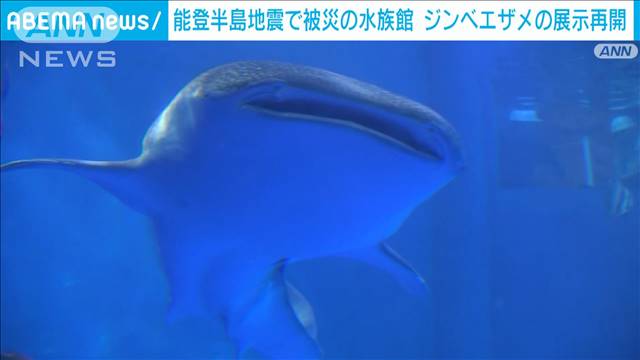 能登半島地震で被災の水族館　新たなジンベエザメの展示再開