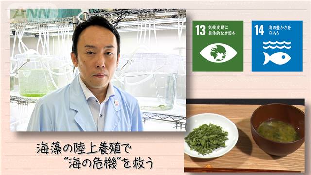 【SDGs】 海藻の陸上養殖で“海の危機”を救う