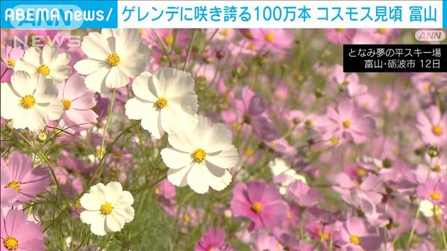 スキー場で100万本のコスモス見頃 「花のじゅうたん」に“感動”の声　富山・砺波市