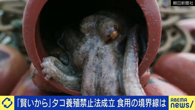 アメリカで法案成立 賢いタコは“養殖NG”に 動物らしく生きる「アニマルウェルフェア」と人間の食はどう向き合うべきか