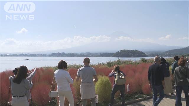 コキアが赤く色づき 富士山とコラボレーション　山梨・河口湖畔