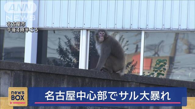 さっそうと塀を…名古屋市の中心部でサル大暴れ