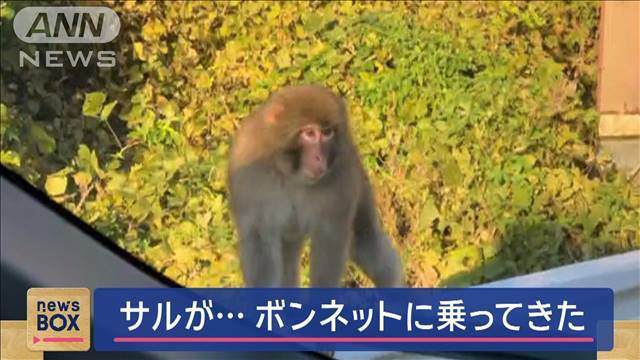 サルがボンネットに乗ってきた 「威嚇してたよう」住宅地も繁華街も