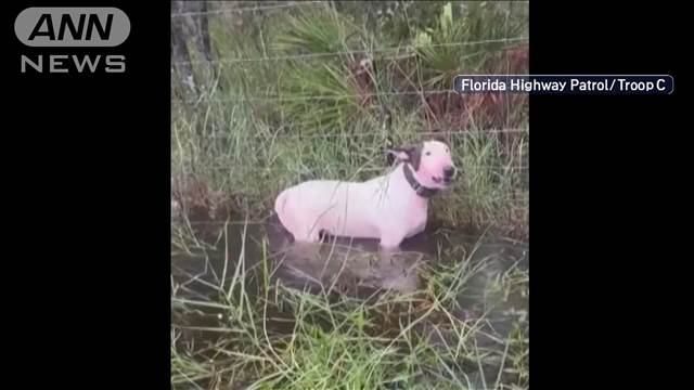 米ハリケーン 洪水被害の中“犬を置き去り” 逮捕の飼い主は…