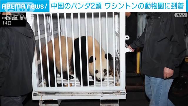 中国のパンダ2頭　ワシントンの動物園に到着　来年1月に一般公開予定