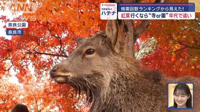 紅葉行くなら“寺or園”　検索回数ランキングから見えた！　年代での違い