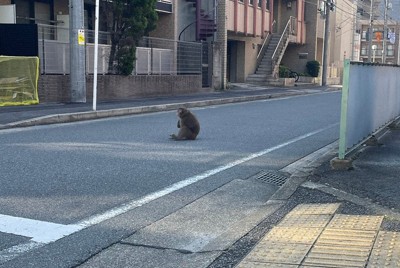 名古屋の街中でサルの目撃相次ぐ　出くわしても「目を合わせないで」