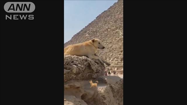 「最高の眺め」地上136mのピラミッド頂上に野良犬　パラグライダーが上空から撮影