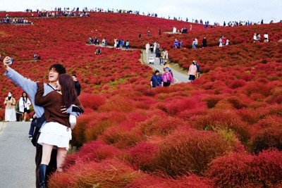 鮮やかに赤く色づいた4万本のコキア見ごろ　茨城・ひたち海浜公園