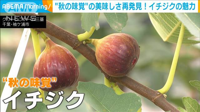 “秋の味覚”の美味しさ再発見！　イチジクの魅力