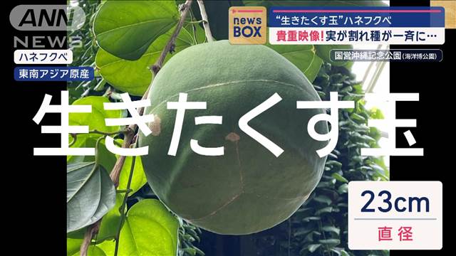 【貴重映像】“生きたくす玉”ハネフクベ　国内で初めての結実!