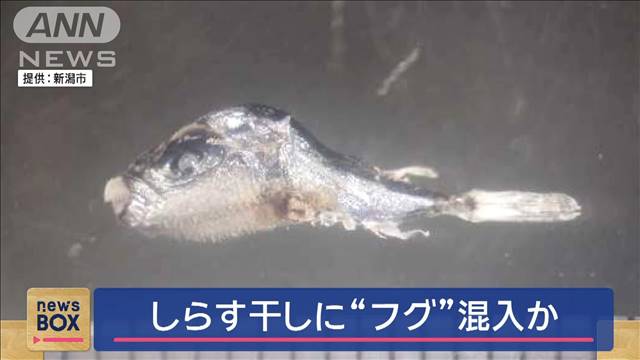 しらす干しに“フグ”混入か　新潟市