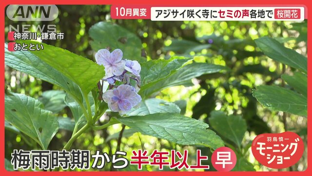 関東で季節外れの異変 猛暑でバラ出荷数減 野菜の値上がりにも影響