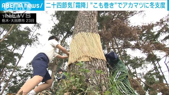 二十四節気「霜降」 栃木の古墳で「こも巻き」アカマツに冬支度