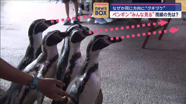 ペンギン“クギヅケ”なぜか同じ方向に“みんな見る”視線の先は？