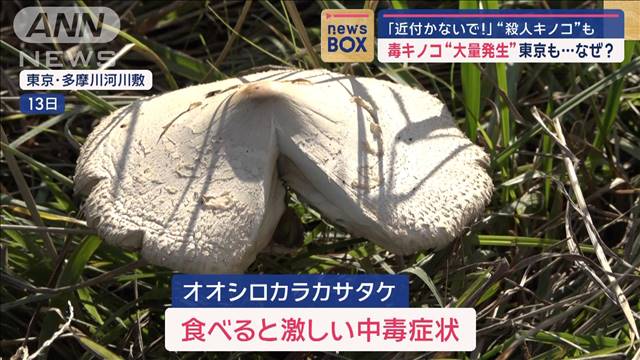 「近付かないで！」“殺人キノコ”も　毒キノコ“大量発生”東京も…なぜ？