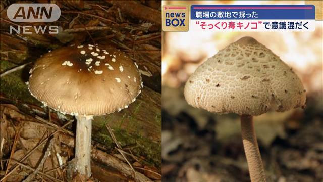 職場の敷地で採った“そっくり毒キノコ”で意識混だく　長野