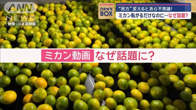 なぜ話題？ミカン転がるだけなのに…“見方”変えるとあら不思議！