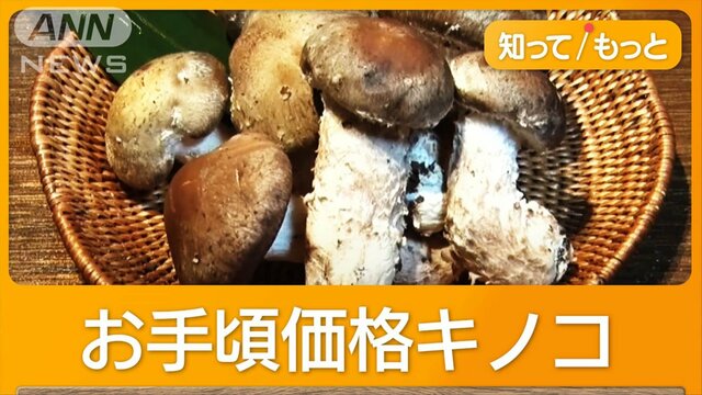 マツタケそっくり「松きのこ」　シイタケが“進化”　20年かけて開発