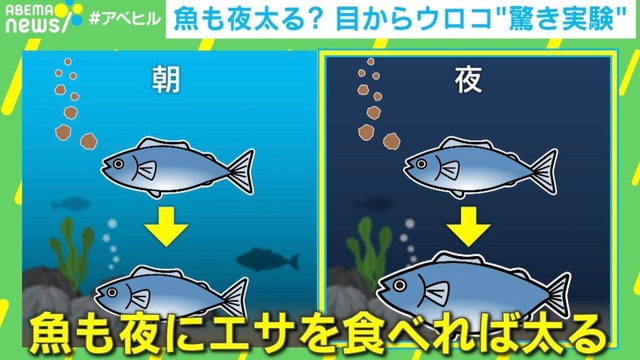 「魚も夜太る」を証明！→養殖業界を救い、環境負荷を軽減する？ 驚きの実験とは