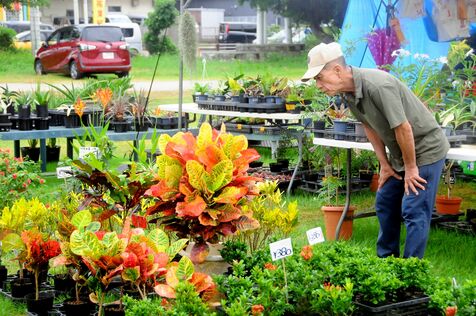 多彩な花木や熱帯果樹を展示・販売　沖縄市で「秋の大植木市」 あす10月27日まで