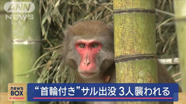 「突然ガブリ」“首輪付き”サル出没　3人襲われる　“大騒動”捕獲作戦も