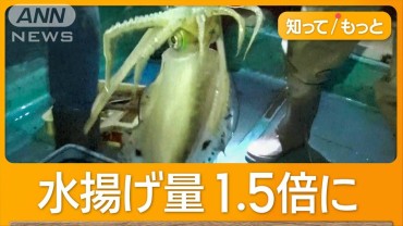 三浦半島で高級“アオリイカ”が豊漁　温暖化が影響か　1杯6000円→2000円激安販売も