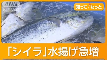 「もう少し値段が上がれば…」高級魚「シイラ」水揚げ急増　市場では1キロ90円　宮城