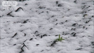 今季一番の寒気　札幌など市街地でも積雪に