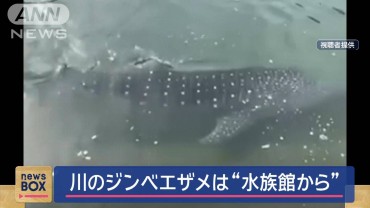 ジンベエザメは“水族館にいた個体”　離れた川で発見…一体なぜ？