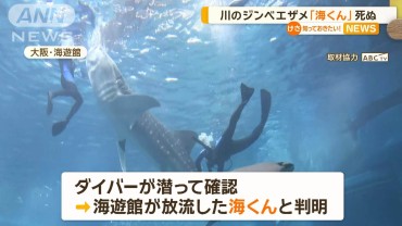 川に迷い込んだジンベエザメ死ぬ　大阪の水族館が調査放流した「海くん」と判明