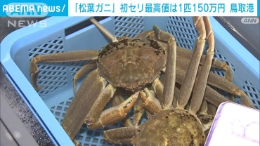 “冬の到来”鳥取港で松葉ガニの初セリ　最高値は1匹150万円！