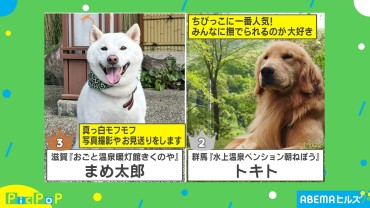 日本一の看板犬はどの子？ 「モフモフ」「ふわふわ」の頂点に迫る