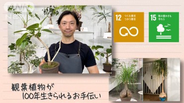 【SDGs】観葉植物が100年生きられるお手伝い