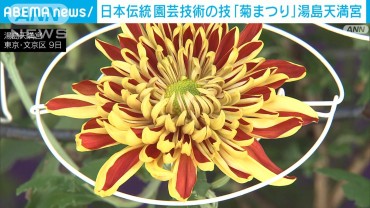 日本伝統の技術「文京菊まつり」2000株の菊の花や菊人形を展示　東京・湯島天満宮