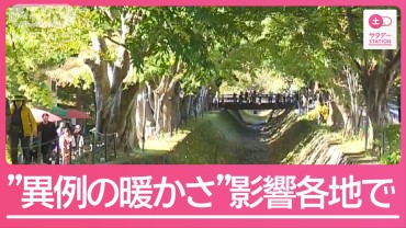 秋の風物詩・紅葉にも異変 “異例の暖かさ”影響各地で