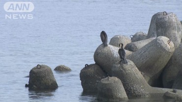 海岸の波消しブロックに両足縛られた男性遺体 大阪