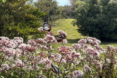 勤続30年の学芸員が…チョウ無断採集、返却指示に立腹し飲酒運転